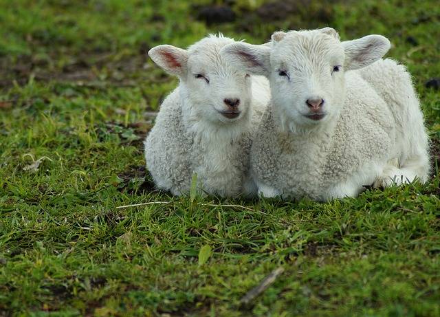 农村养羊必打的疫苗有哪些 养羊必做的5种疫苗新手注意了！
